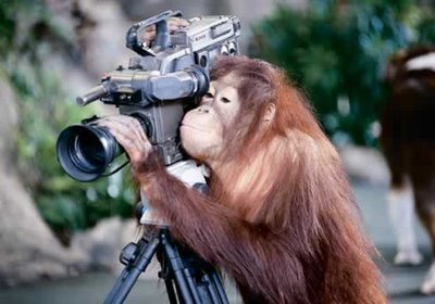 funny, pet, video, pet videos, quistel, monkey, orang-utan,