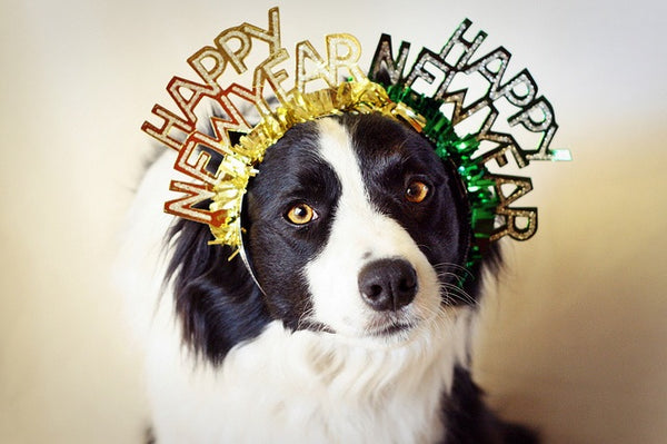 happy new year, dogs, pets, grooming, manchester, uk