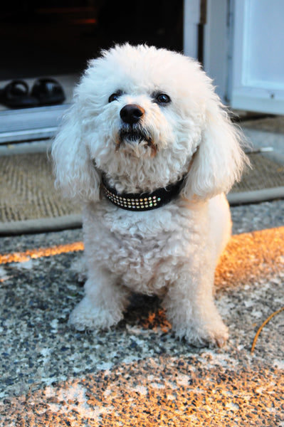 quistel, bichon frise, dog, grooming, breed,