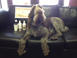 Italian Spinone, Quistel, dog, pooch & puddy cat), competition