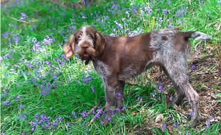 chewie, spinone, italian spinone, quistel