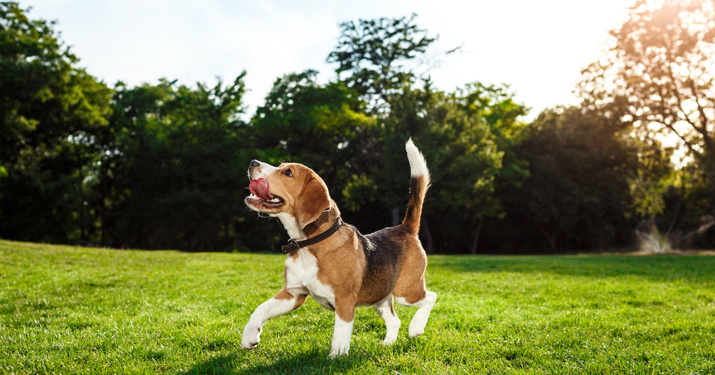 Dog enjoying playing in the sun