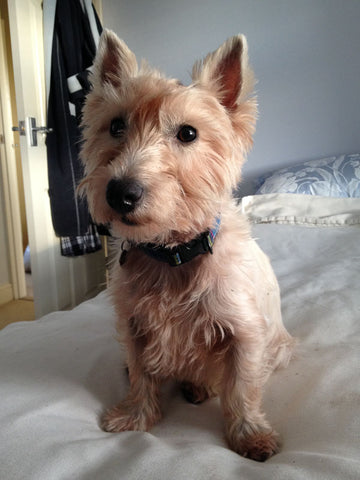 charlie, westie, brown, coat, quistel, diet