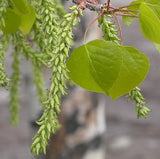 Aspen - Tremble - Fleurs de Bach