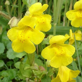 Mimulus - Mimule - Fleurs de Bach