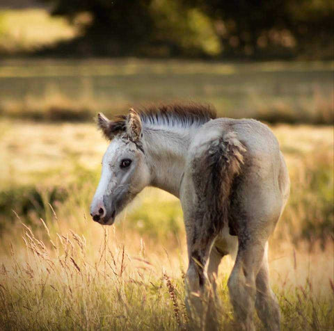 Poulain Irish cob dans un champ