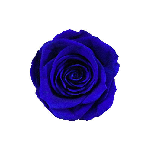 BLUE VIOLET ROSE – 4KEEPS ROSES