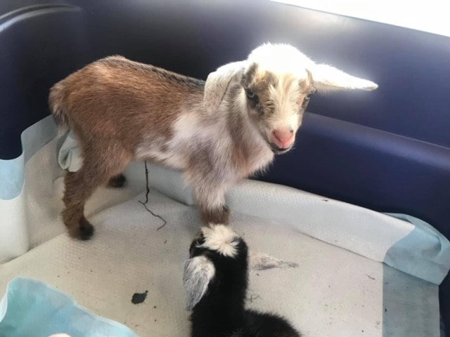 birth goat