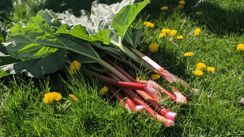 Honey Sweetened, Rhubarb & Dandelion Muffins