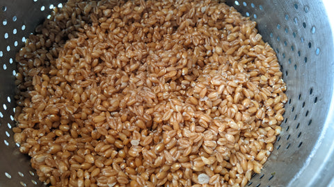 basic groat or whole grain wheat berry preparation image