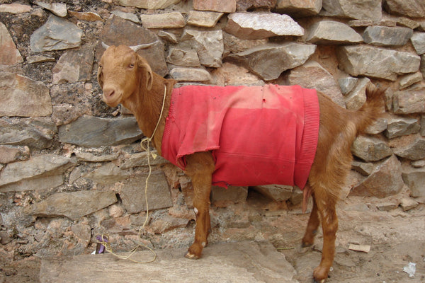 Sweater wearing goat