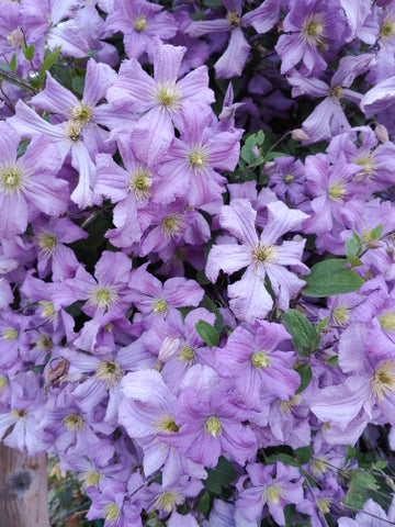 prince charles clematis