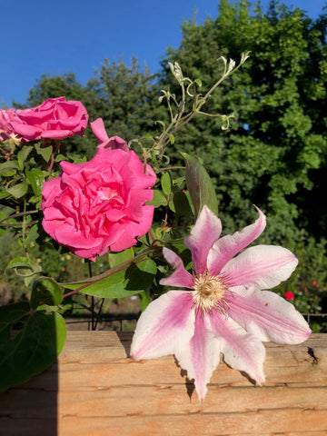 clematis and roses spokane garden