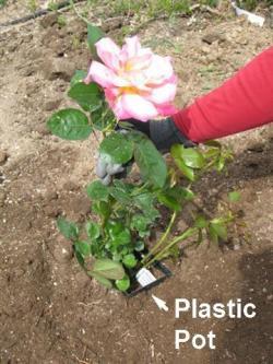 planting rose