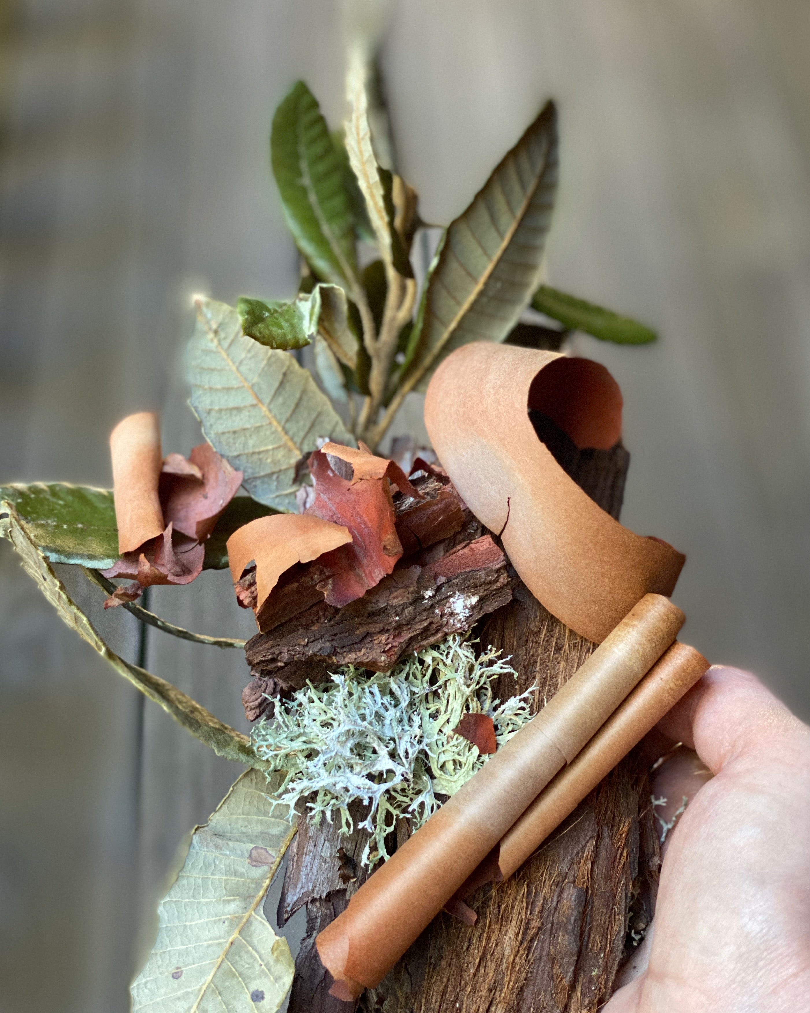 Bits collected from the Forest floor: Oak Moss, Madrone Bark, Redwood