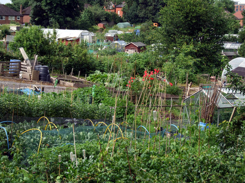 Allotment Showing a range of plants