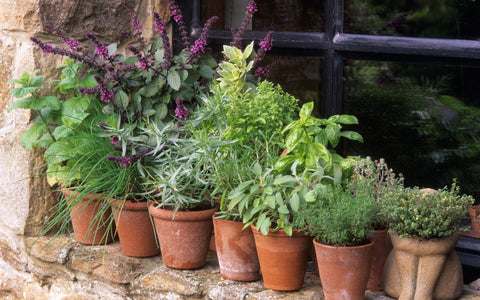 Window Sill Herb garden