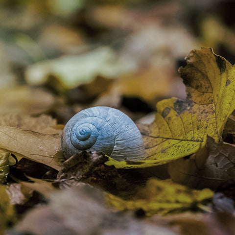 Snail on fallen leaves