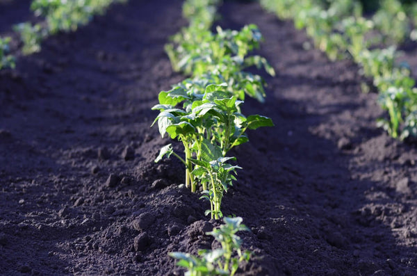 Potato Plants