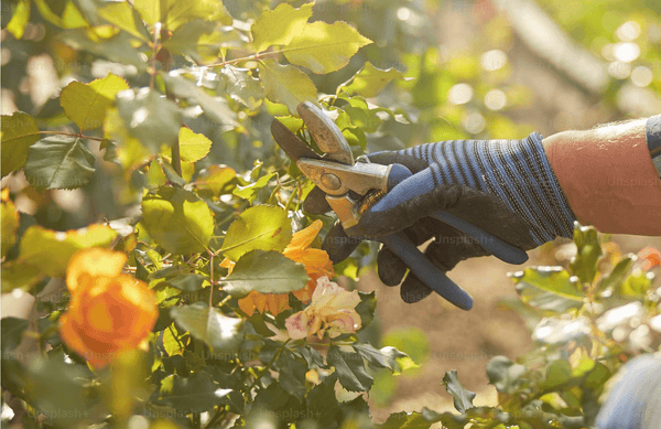 PruningRoses