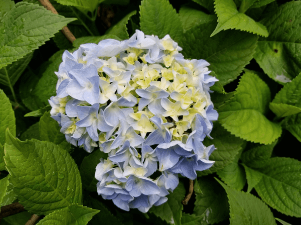 Hydrangea plant