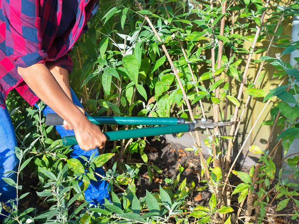 Pruning a Buddleia Bush