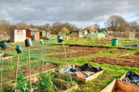 Large Allotment