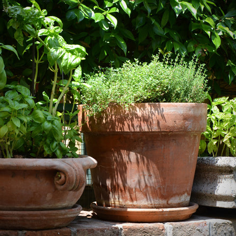 potted herbs 
