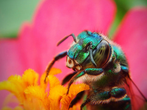 bee on pink flower