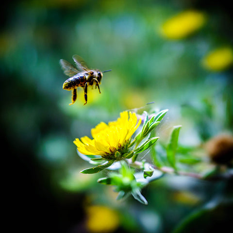 bee and dandelion