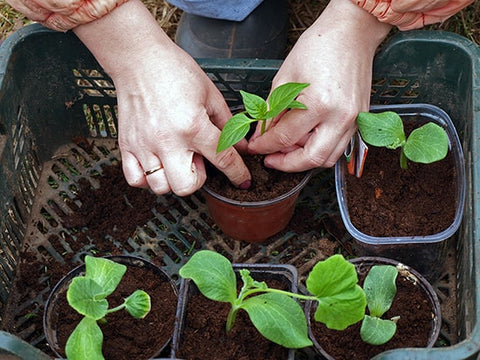 garden soil and seedlings