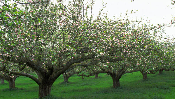 Apple tree Pruning