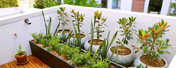 Urban and small-space gardening