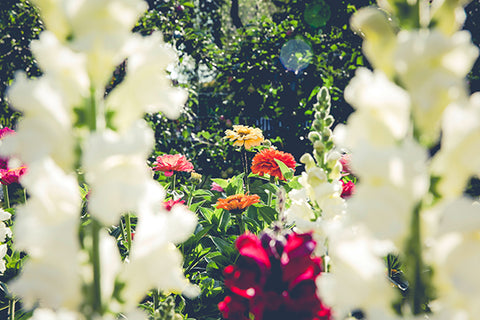 gardening with plants