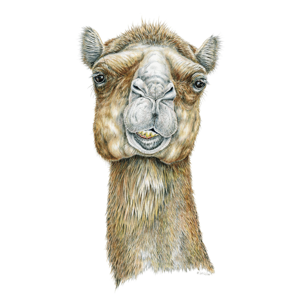 Camel Face - Framed Original Drawing – Wildlife Drawings by Jim Wilson