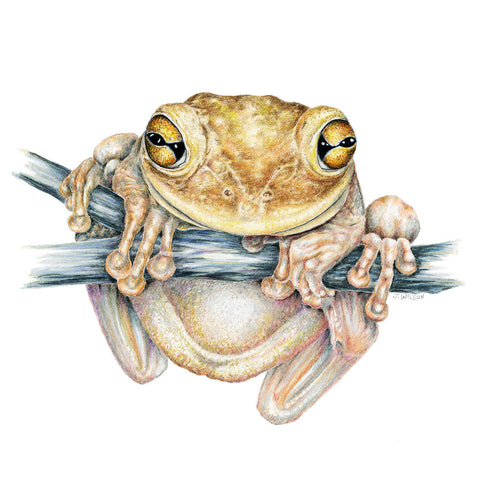 Cuban Tree Frog Limited-Edition Print