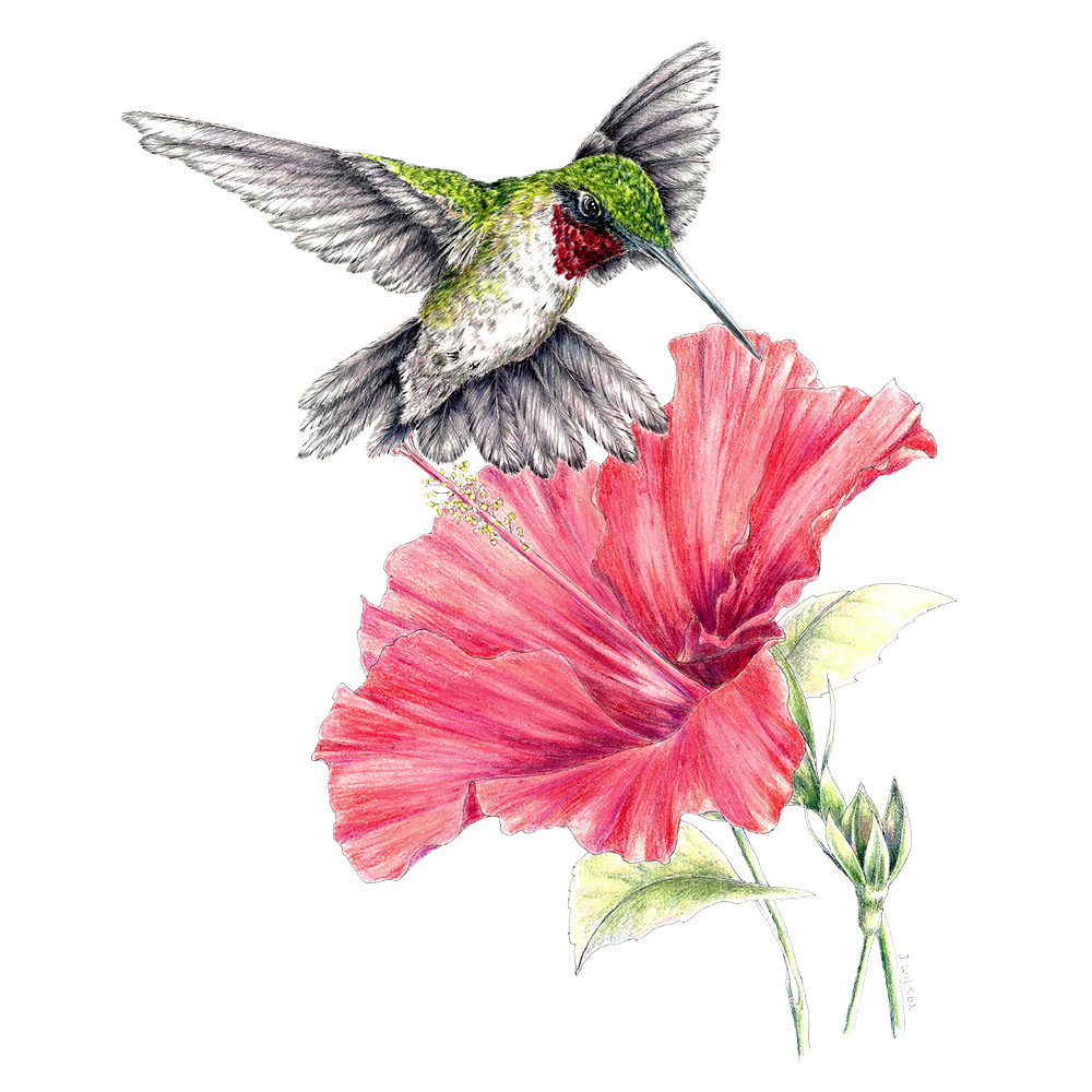 Hummingbird with Hibiscus LimitedEdition Print Wildlife Drawings by