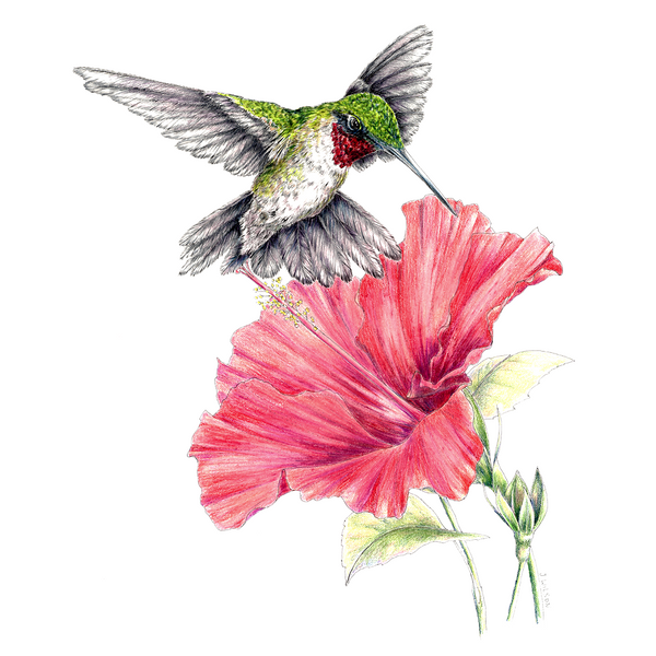 Hummingbird with Hibiscus Limited-Edition Print – Wildlife Drawings by