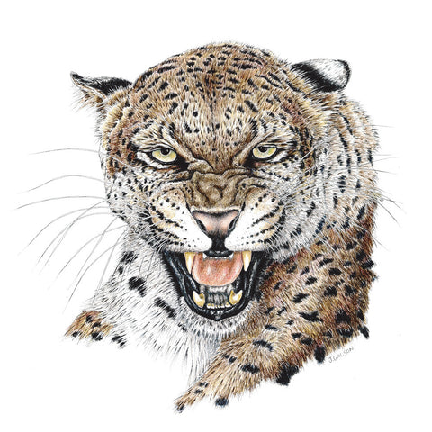 Leopard Snarling Limited-Edition Print