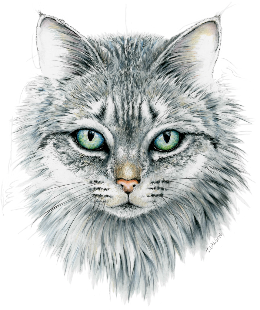 Download Domestic Cat Face - Framed Original Drawing - Wildlife ...