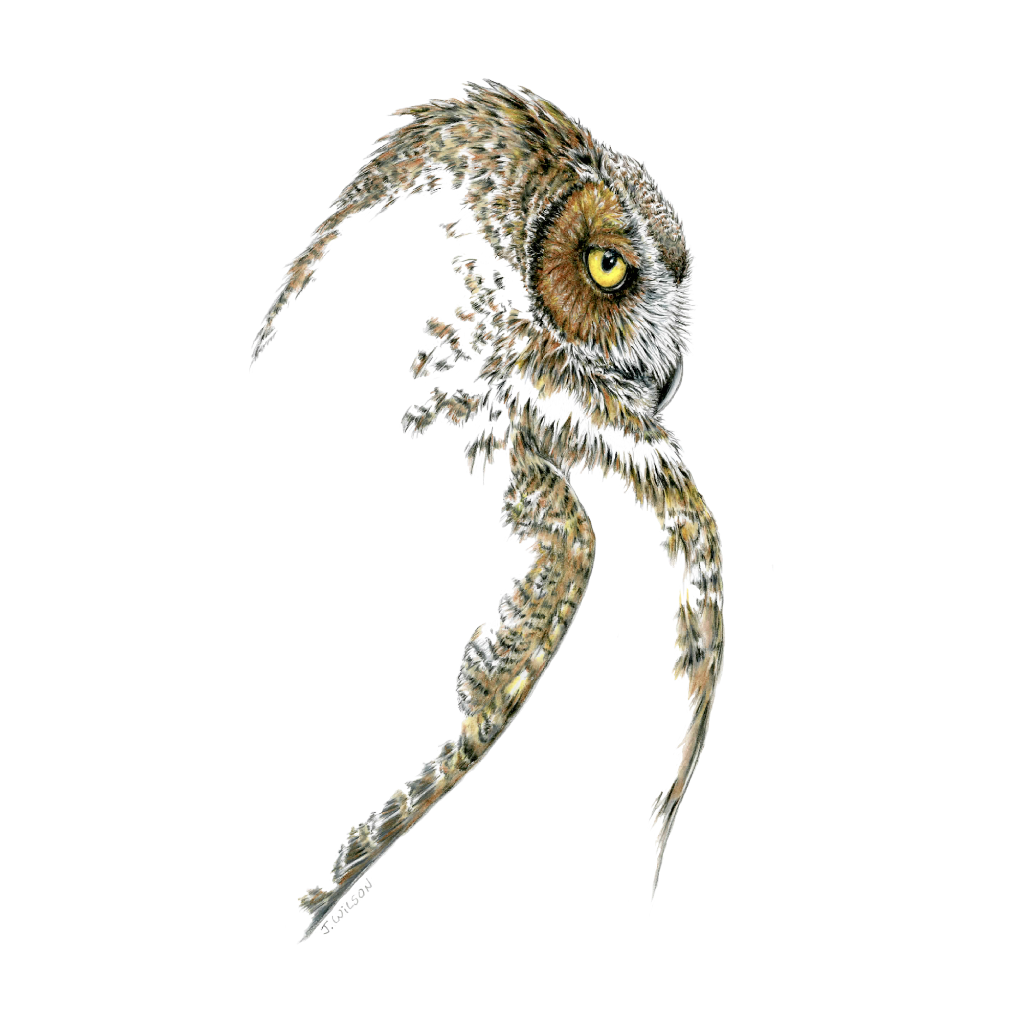 Great Horned Owl Profile-Limited Edition Print