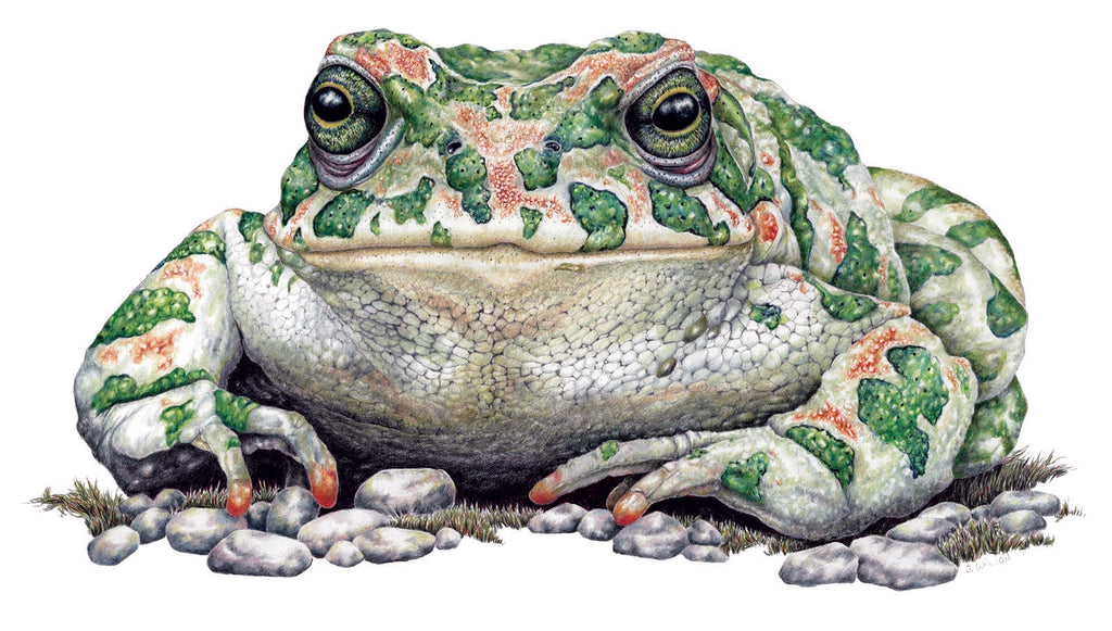 Green Toad LimitedEdition Print Wildlife Drawings by Jim Wilson