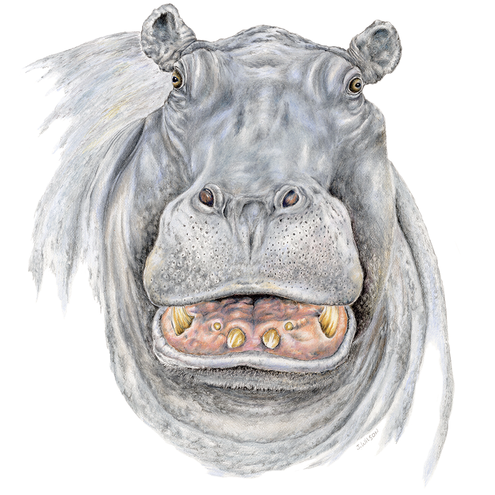 Hippo FaceLimited Edition print Wildlife Drawings by Jim Wilson