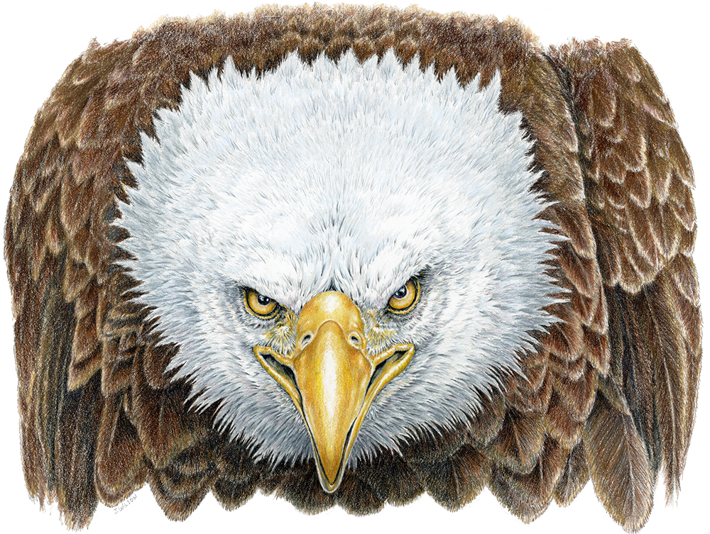 Angry Bald Eagle, LimitedEdition Print Wildlife Drawings by Jim Wilson