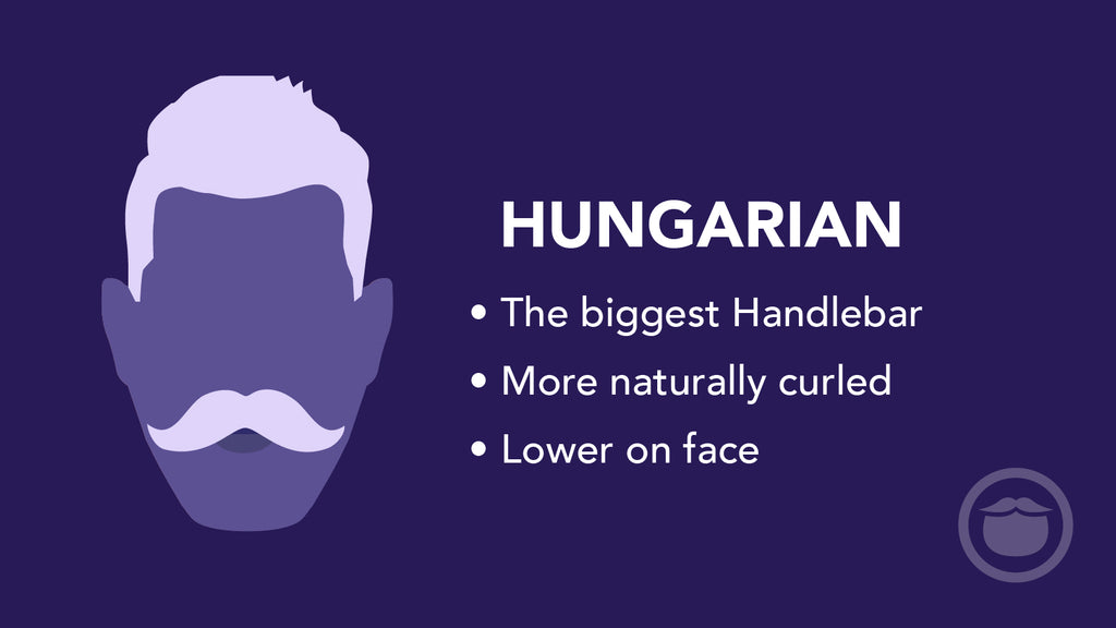 A colorful graphic of a Hungarian mustache, and bullet point highlights of this mustache style.