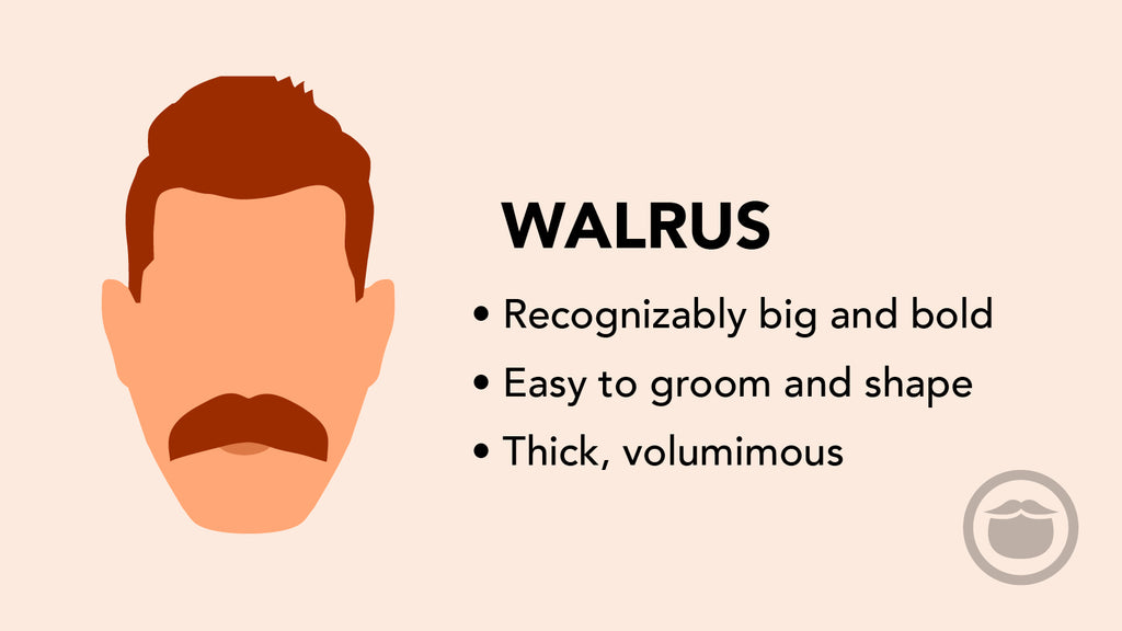 A colorful graphic of a walrus mustache, and bullet point highlights of this mustache style.