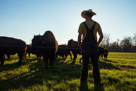 Farmer with Cattle