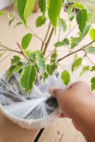 covering plant pot for bath