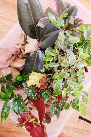 packing plants in bins with paper