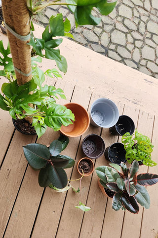 repotting plants